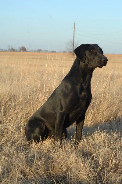 dogs_2012_336_small